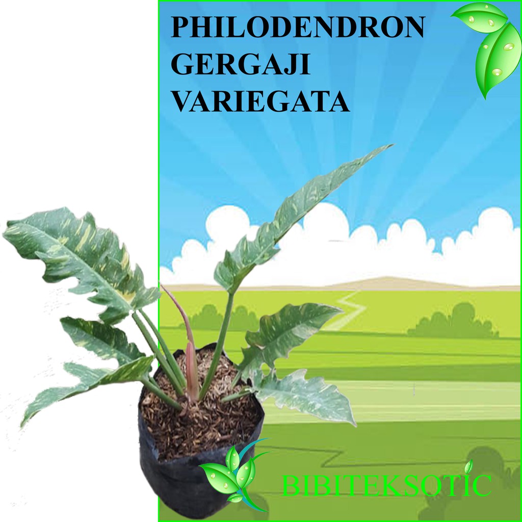 Tanaman Philodendron Gergaji  Variegata Shopee Indonesia
