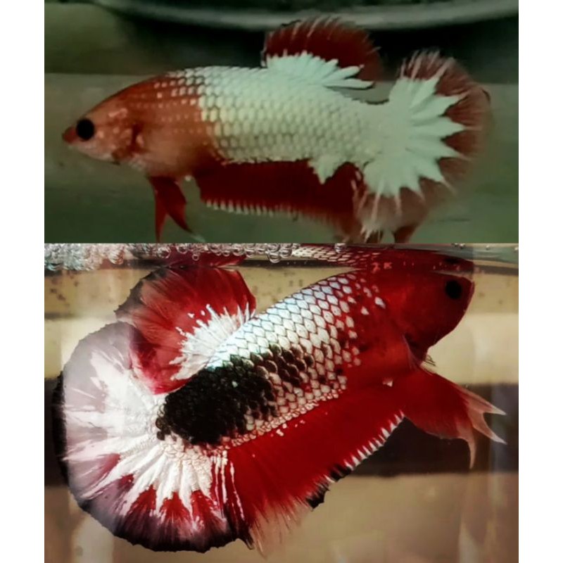IKAN CUPANG FCCP RED HEAD SATU PAIR TOP GRADE