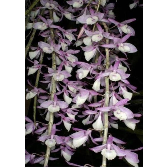 anggrek aphyllum dewasa