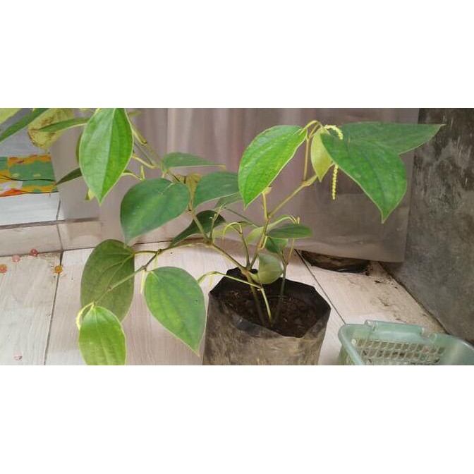 Super Bibit Lada/Perdu Siap Buah *_*