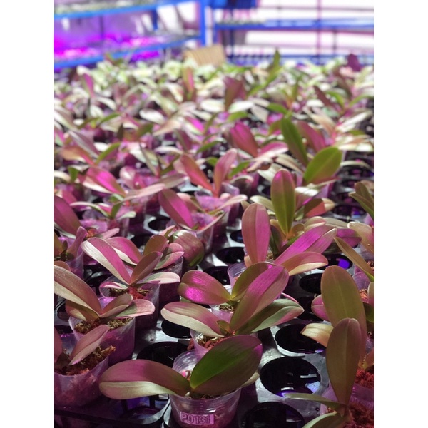 Anggrek Bulan Dewasa Hybrid Import Taiwan Koleksi Siap Berbunga