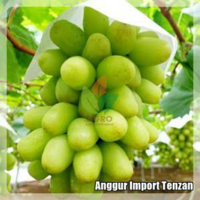 Bibit anggur import jenis tenzan