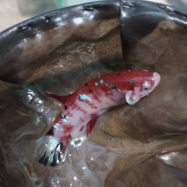 Cupang betina giant koi galaxy.