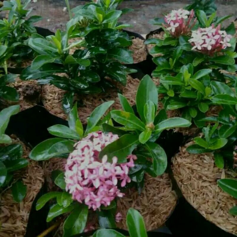 Tanaman Asoka Jambon Tanaman Asoka Pink Tanaman Asoka Mini