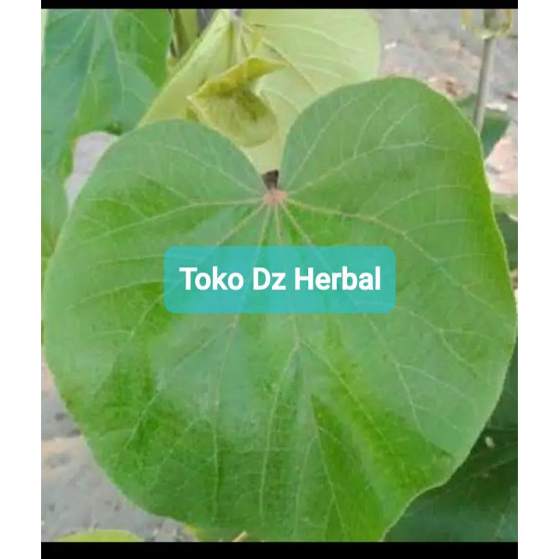 

Paket 500 gram daun waru daun baru segar-az