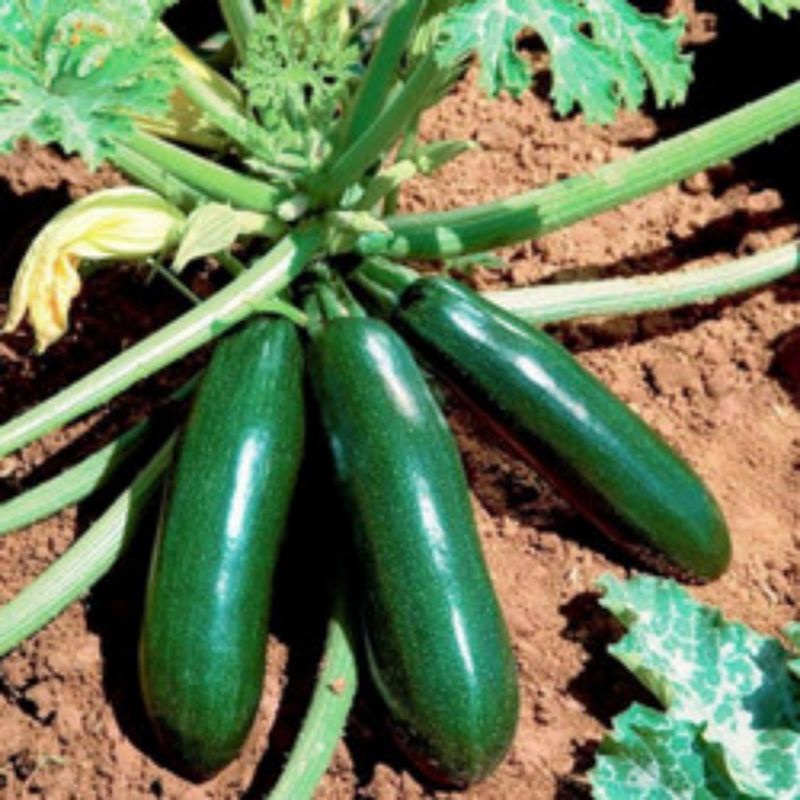 Benih Bibit Zucchini Hijau Jewel Hibrida Timun Jepang Zuchini