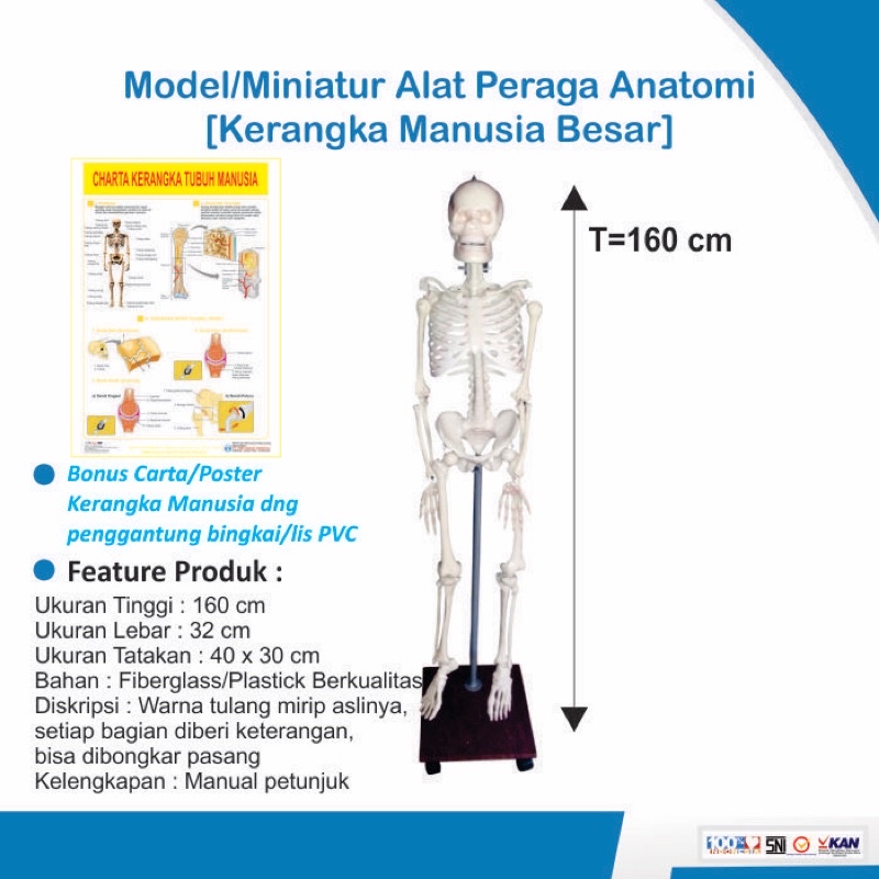 

[ORIGINAL] Model Anatomi Tubuh Kerangka Manusia Besar 160 cm - Alat Peraga Pendidikan Biologi