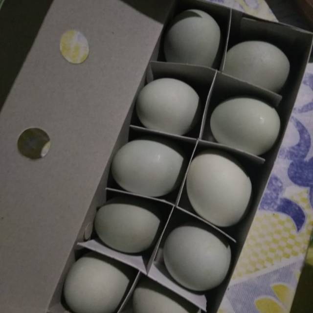 

TELUR ASIN BREBES
