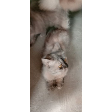 kucing anggora berbulu kapas