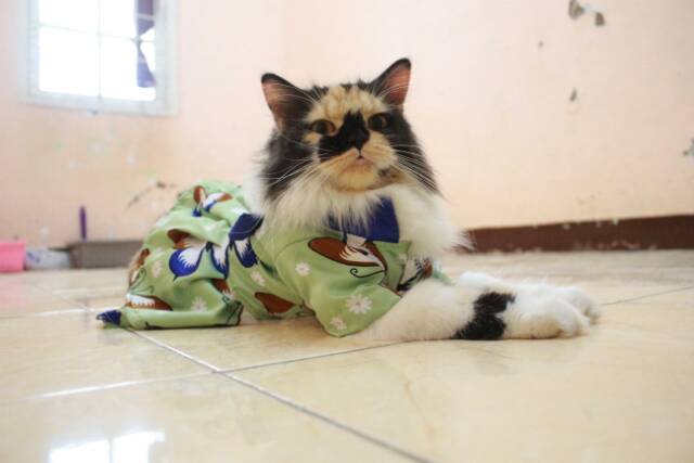 Dress hanbok kupu-kupu hijau lucu untuk kucing dan anjing size S M L XL