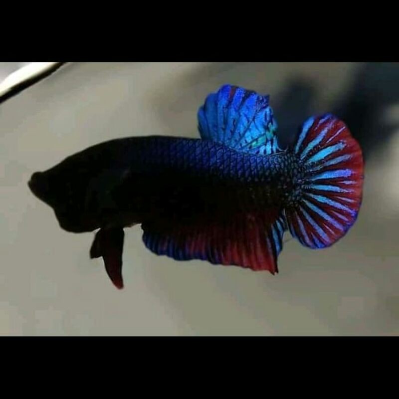 ikan cupang bagan aduan male