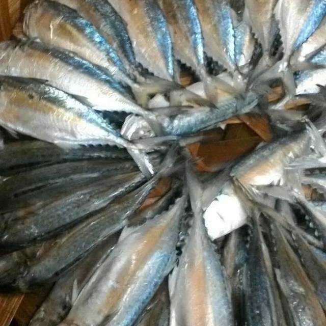 

Ikan gembung rebus medan 500 gr