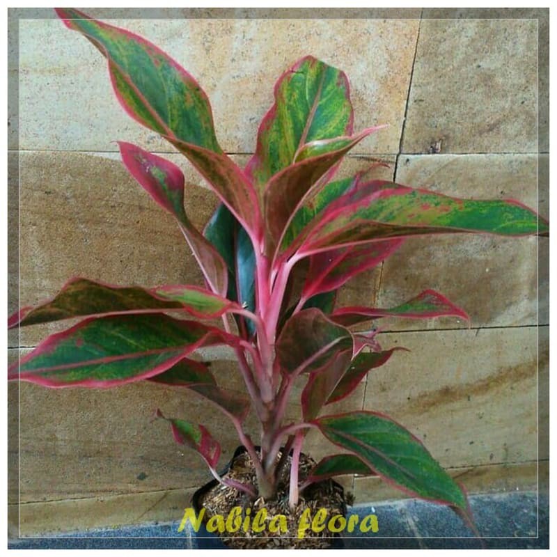 jual Tanaman Aglonema Siam aurora murah