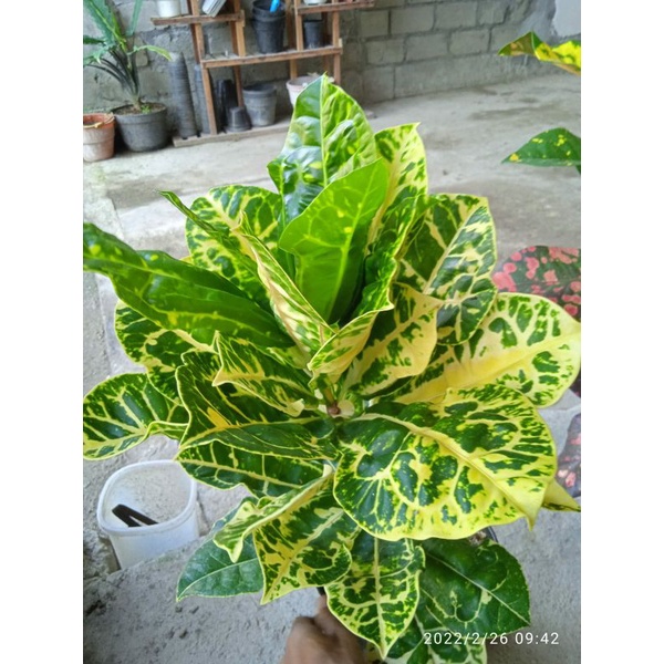 bibit berkualitas puring kura kuning langka koleksian bergengsi