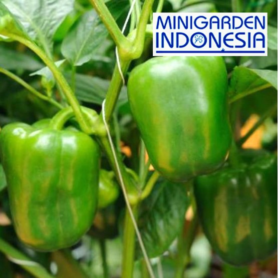 5 Benih ASLI cabai Paprika hijau F1 / hibrida bibit