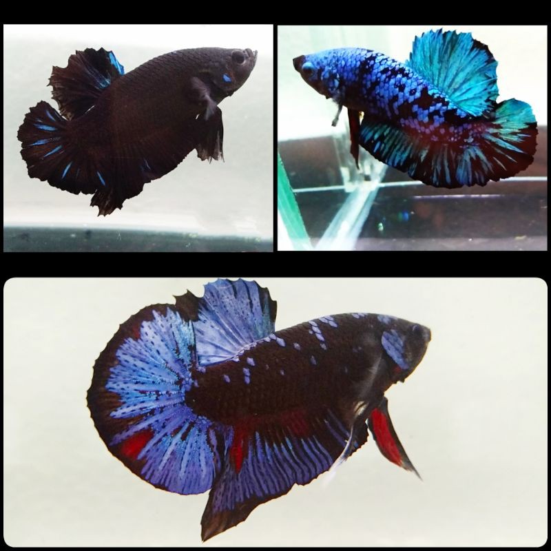 Ikan Cupang Avatar Gordon