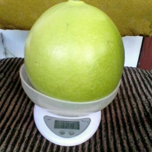 

BUAH MAJA atau BUAH MOJO