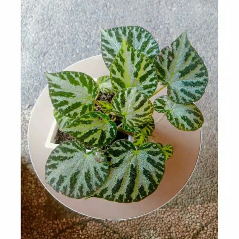 Tanaman hias  begonia karpet
