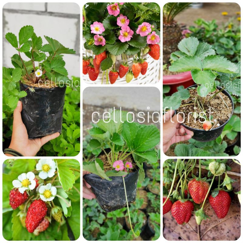 Paket Hemat poll 3 Jenis Tanaman Strawberry / Stroberi bakul kembang