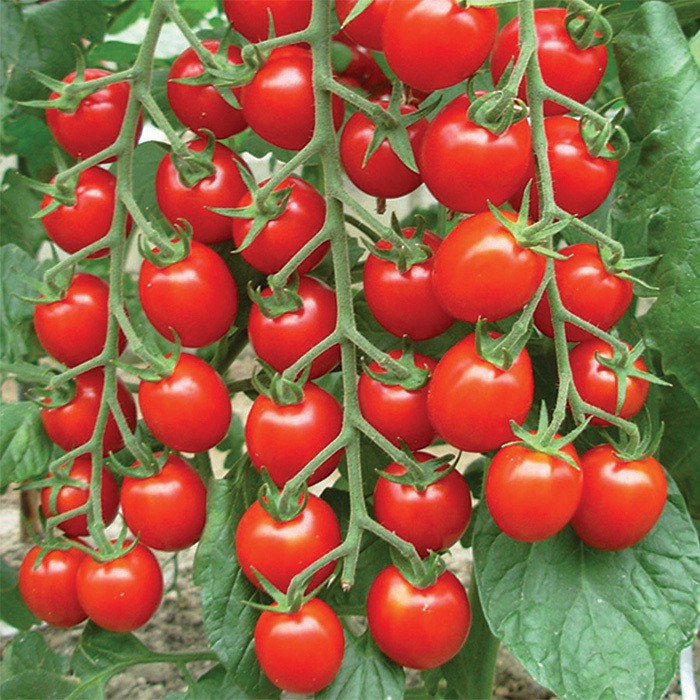 TERBANYAK Benih Tomat Cherry Merah Kuning Bibit Ceri Known You Seed Sayuran Tomat Cerry Golden Ruby-3