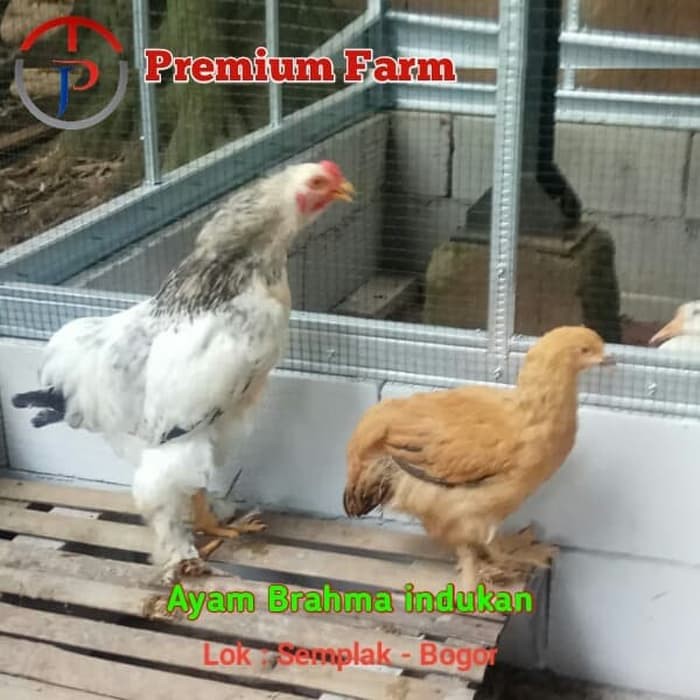 Jual Brahma Gold Laced Indukan Sepasang - Jakarta Timur - Rumah Ayam Hias