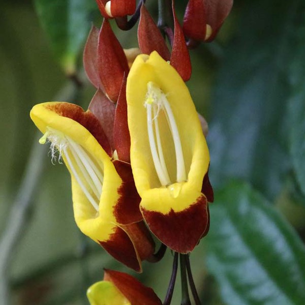 Tanaman Hias Flame Irian Coklat