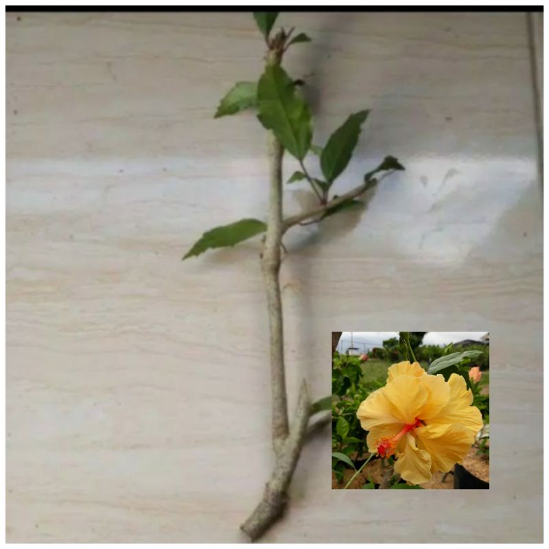 stek tanaman hias bunga sepatu kuning tumpuk