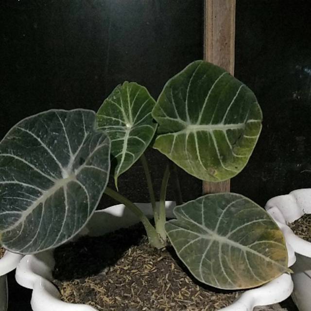 Bunga keladi tengkorak