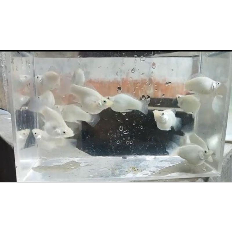 molly balon snow white // ikan hias murah