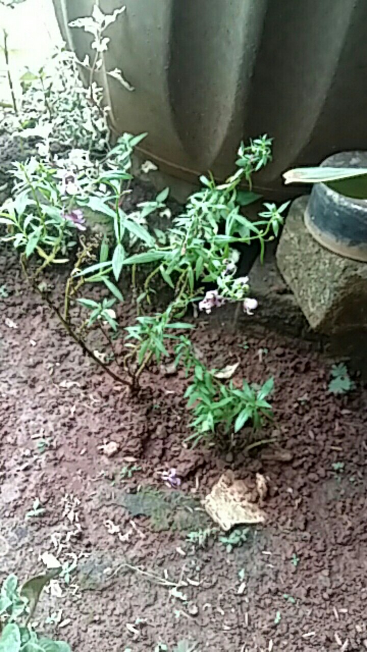 Pohon Bunga Lavender Tanaman Pengusir Nyamuk