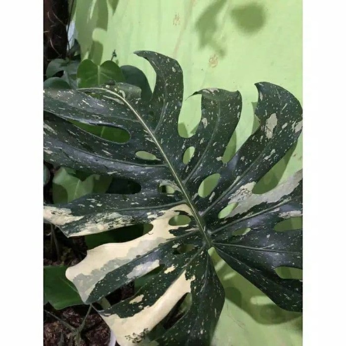 Bibit Batang Cutting/Bonggol Monstera King Monthai Thailand Var..