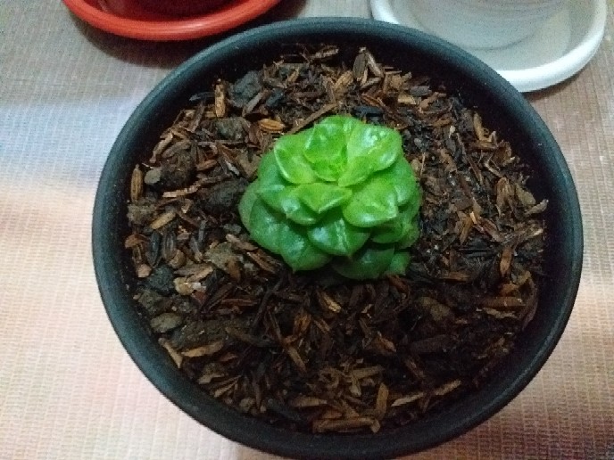 Sukulen Dan Kaktus Mini (echeveria ‘green Prince’)
