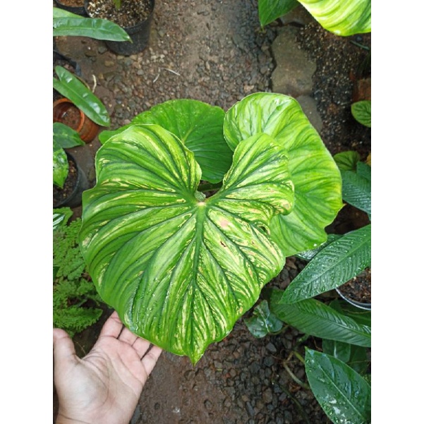 Philodendron Plowmanii