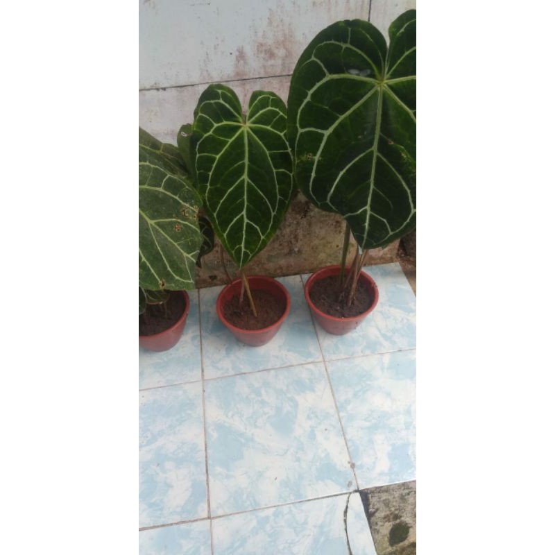Kuping Gajah Anturium Tarantula