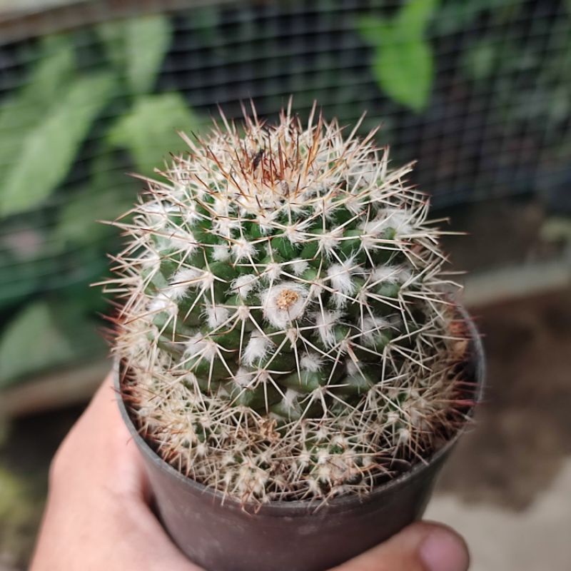 Mammillaria Karwinskiana Nejapensis/Mammillaria bulu putih/Kaktus Ownroot