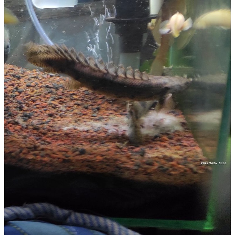 Ikan Palmas Endlicheri size 30 cm up