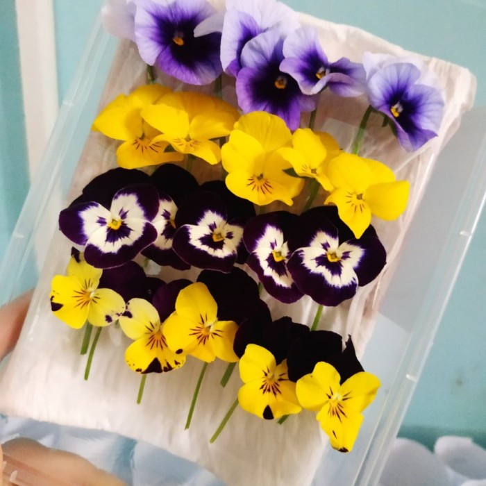 

bunga viola hiasan makanan edible flower topping penghias kue pudding