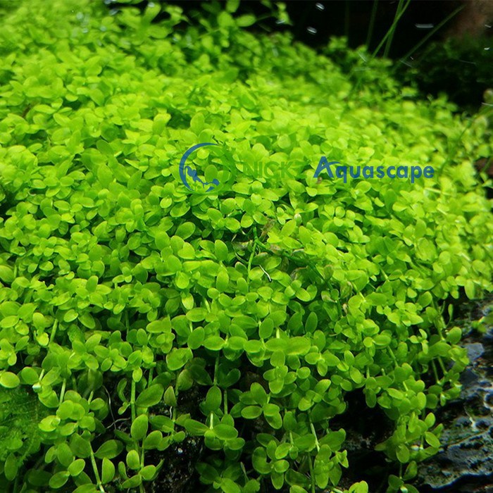 TANAMAN KARPET AQUASCAPE MONTE CARLO PER LEMPENG DAUN DARAT