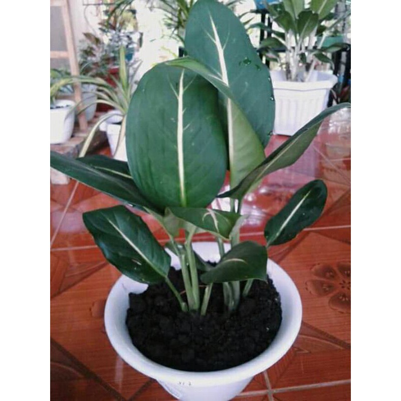 Lompong Hijau Garis Putih