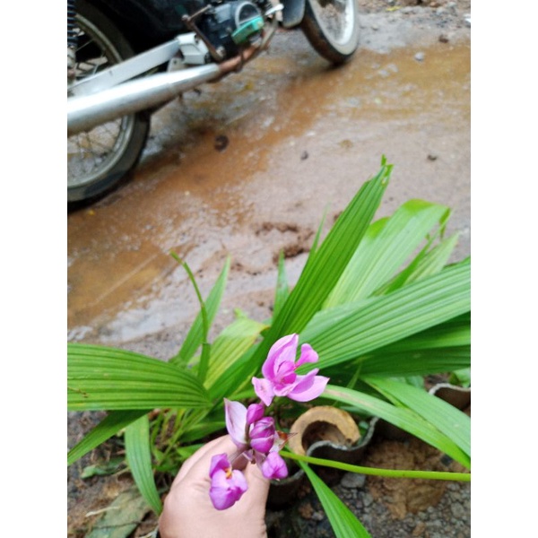 Anggrek tanah-Vanda douglas berbunga