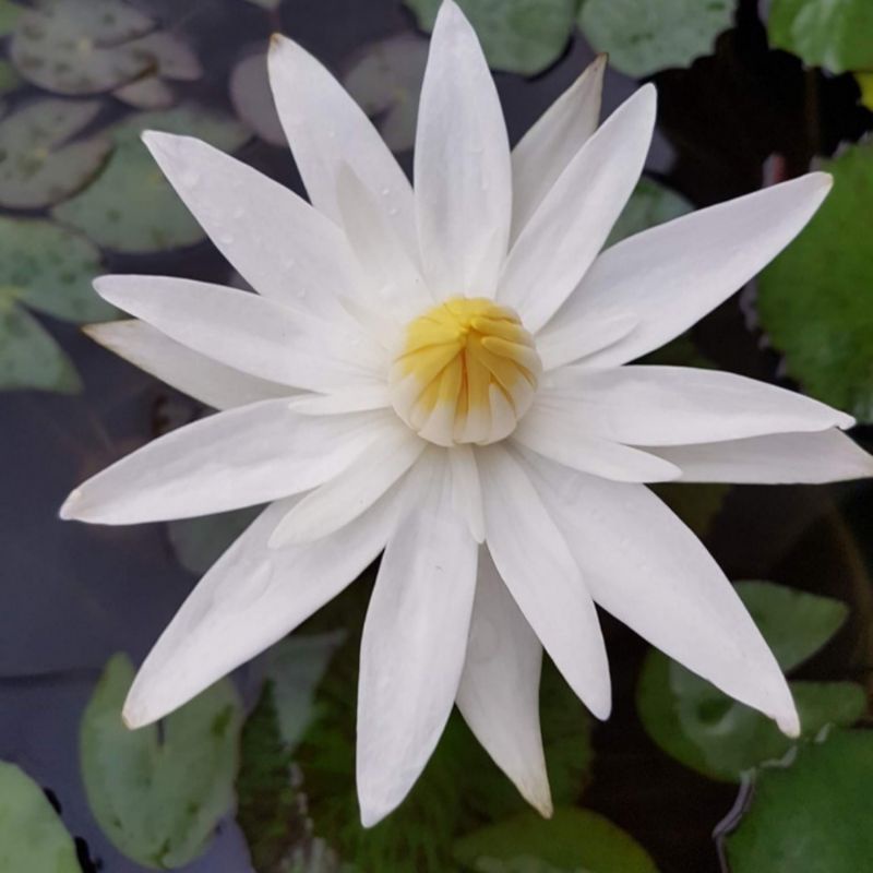 tanaman air teratai putih + pot / baskom