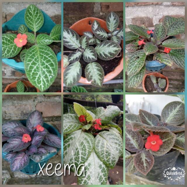 Tanaman gantung epicies.epicia.bibit bunga epicia.epicia murah.paket bunga epicia.