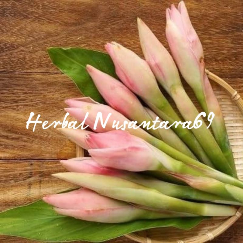 

Bunga Kecombrang Segar 1kg petik langsung