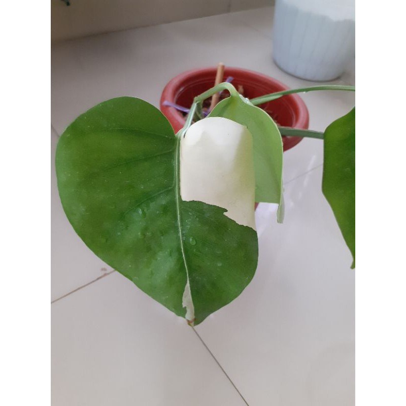 Monstera variegata (Monvar)