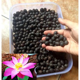 5 benih TANAMAN AIR  Pink Lotus Nelumbo nucifera