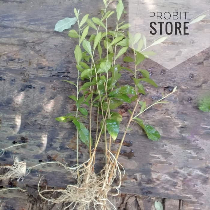 li kwan yu / Lee kwan yew / lee kwan yu / li kwan yew