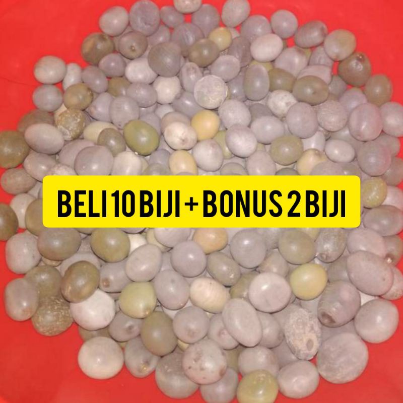 

Buah Gorek/Kalaloyang/Kebiul. Murah hanya Rp. 1.500/Biji (Minimal Pembelian 10 Biji) Herbal Alami