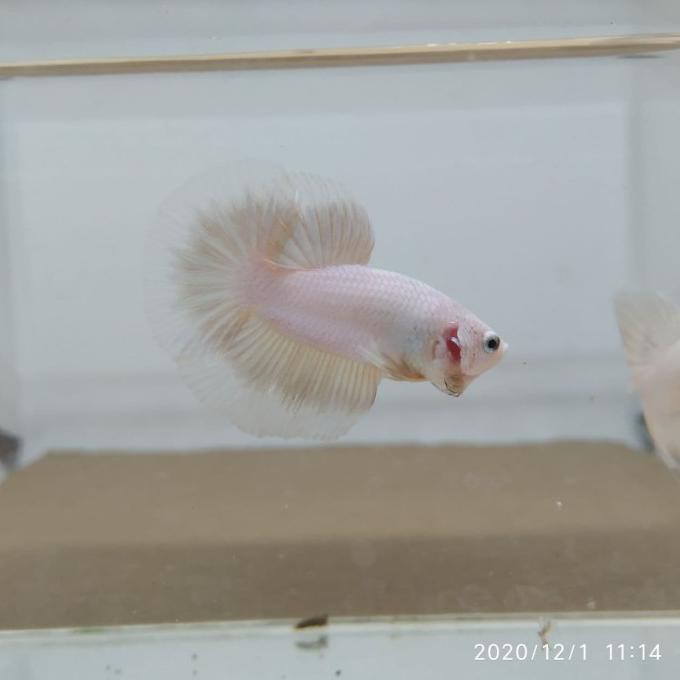 Terbaru Ikan Cupang Halfmoon Platinum