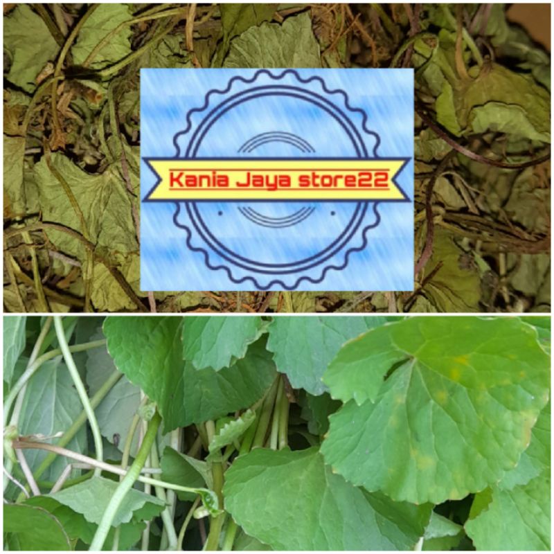 

Daun pegagan kering bertangkai siap rebus per 150 grm