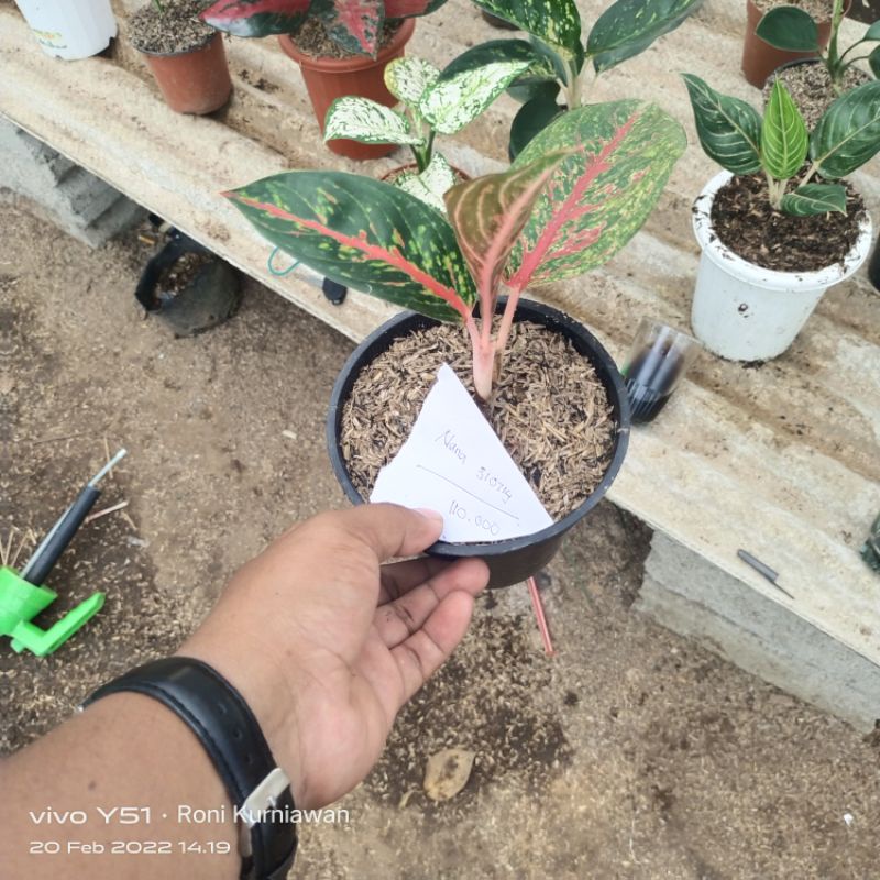 AGLONEMA HOT FLAMING LADY